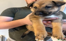 Mixed Breed dogs for sale: Siberian husky cross belgian malinois - Image 8