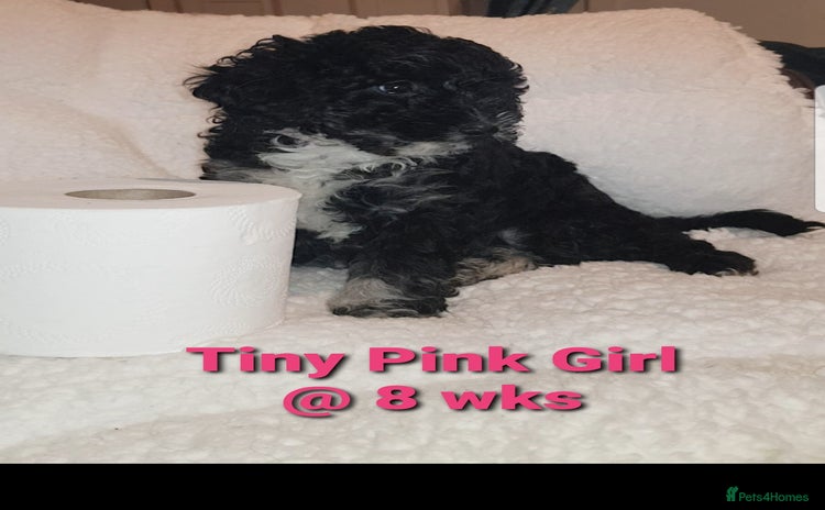 Sproodle dogs - Advert 1