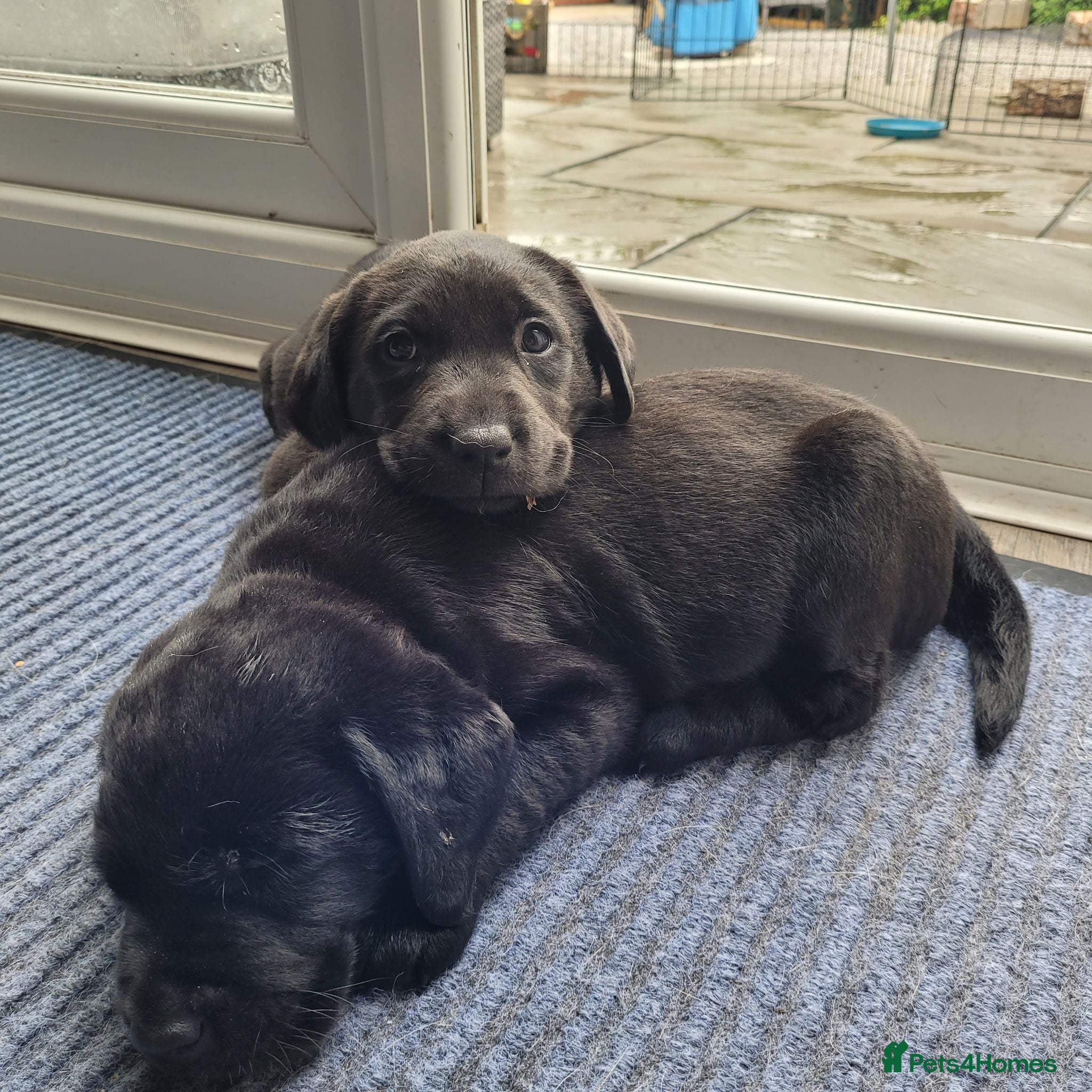 Labrador Retriever dogs Working Labrador Puppies for Sale! - Advert 5