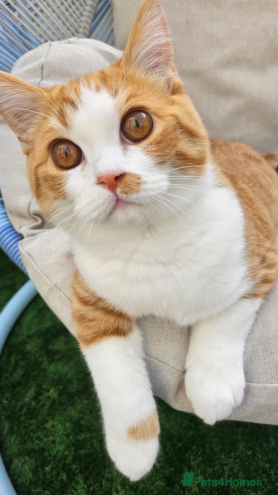 British Shorthair cats Pedigree BSH/Selkirk  2 boys Tica reg. - Advert 13