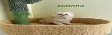 Matcha