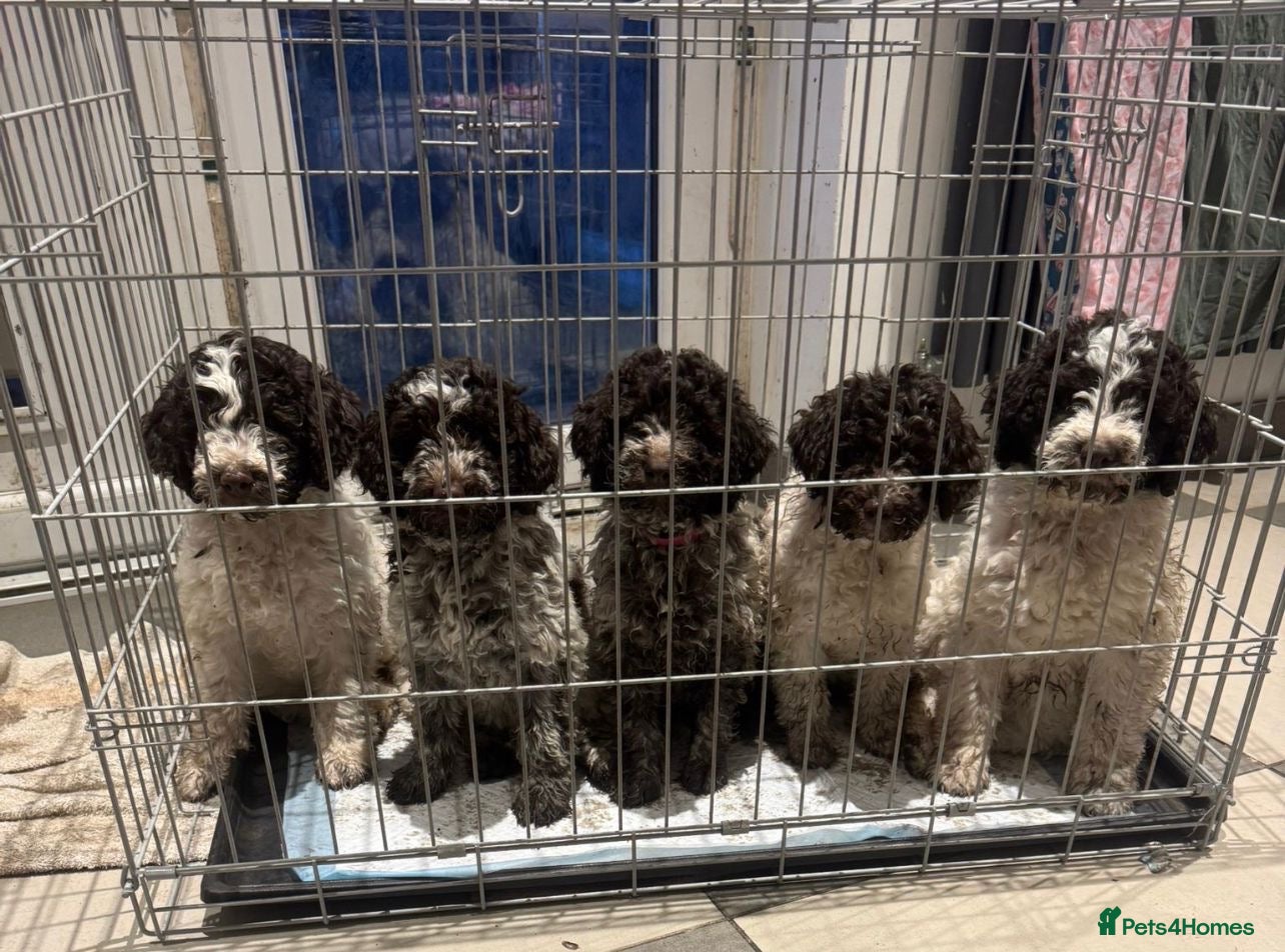 Lagotto Romagnolo dogs Lagotto Romagnolo Pups – Only two males available - Advert 1