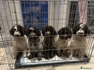 Lagotto Romagnolo dogs Lagotto Romagnolo Pups – Only two males available - Advert 9