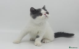 Exotic cats for sale: Outstanding quality Exotic boy & Persian girls - Image 2