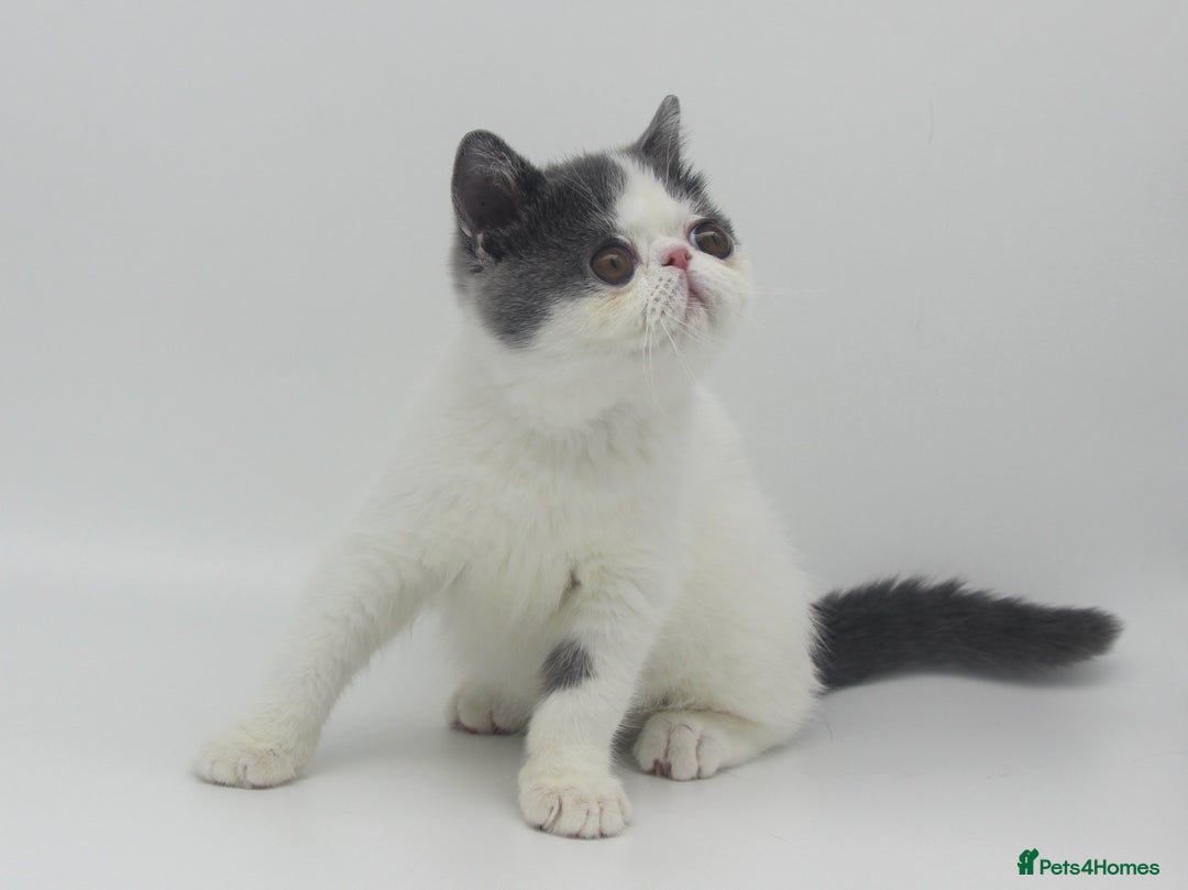 Exotic cats for sale: Outstanding quality Exotic boy & Persian girls - Image 2