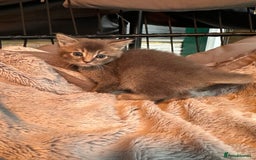 Mixed Breed cats for sale: Maine coon x Scottish fold kittens - Image 27