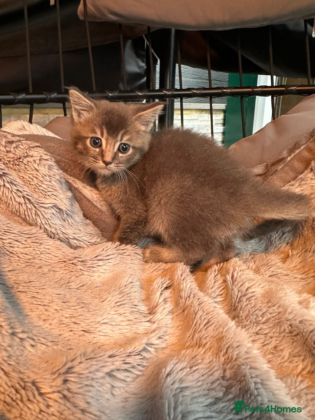 Mixed Breed cats for sale: Maine coon x Scottish fold kittens - Image 27
