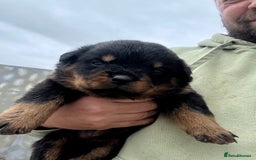 Rottweiler dogs for sale: 5 Generation pedigree  in Lanark - Image 19
