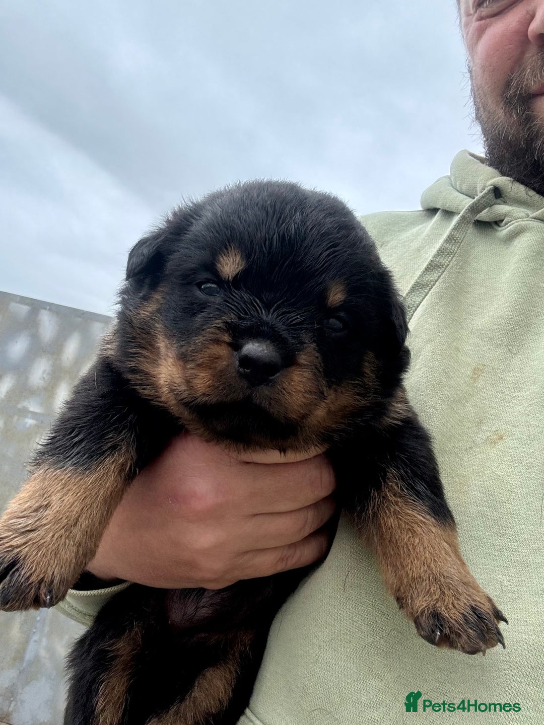 Rottweiler dogs for sale: 5 Generation pedigree  in Lanark - Image 19