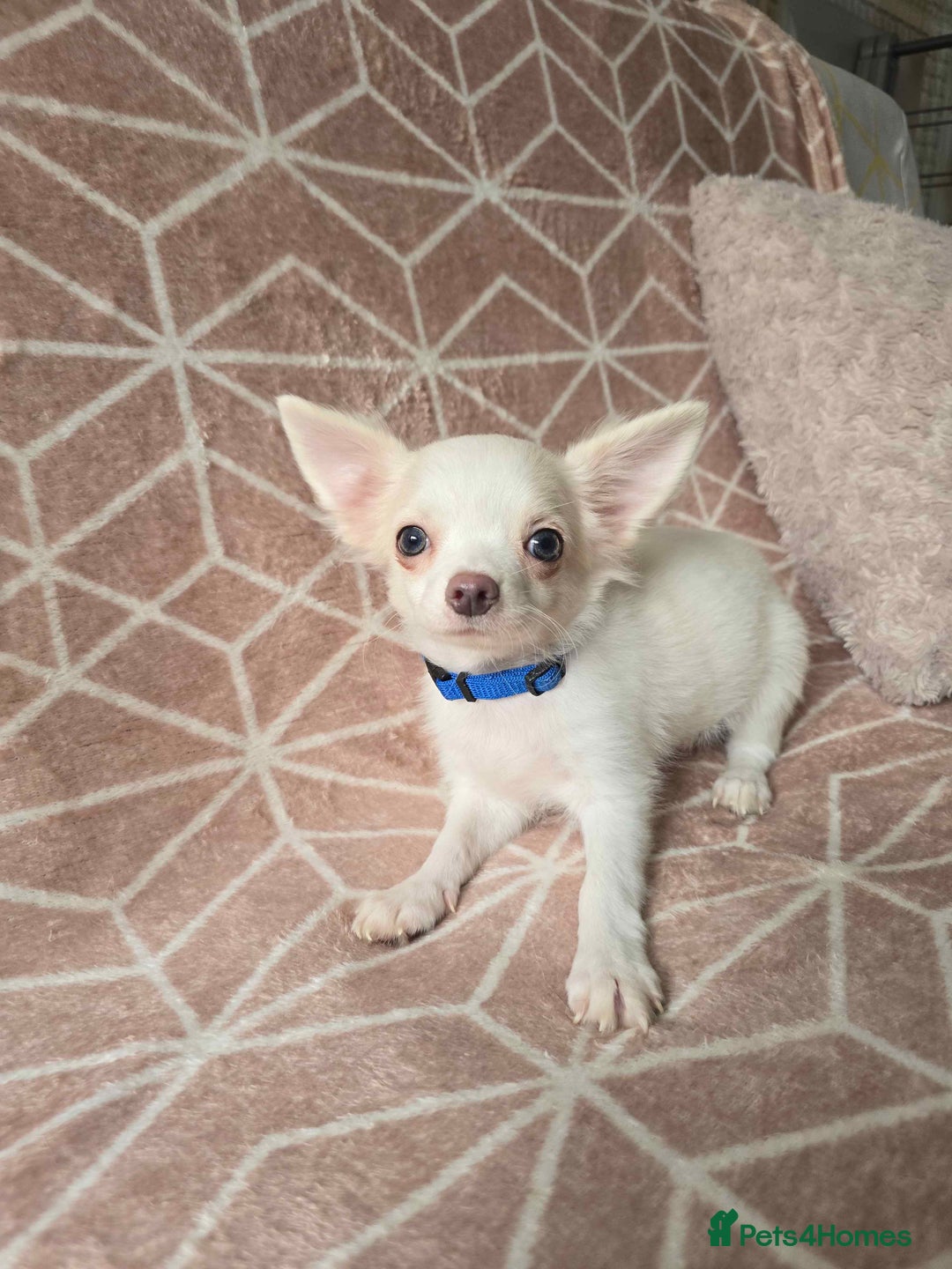 Chihuahua dogs for sale: 3 Handsome (KC) Chihuahua boys left (New photos) - Image 28