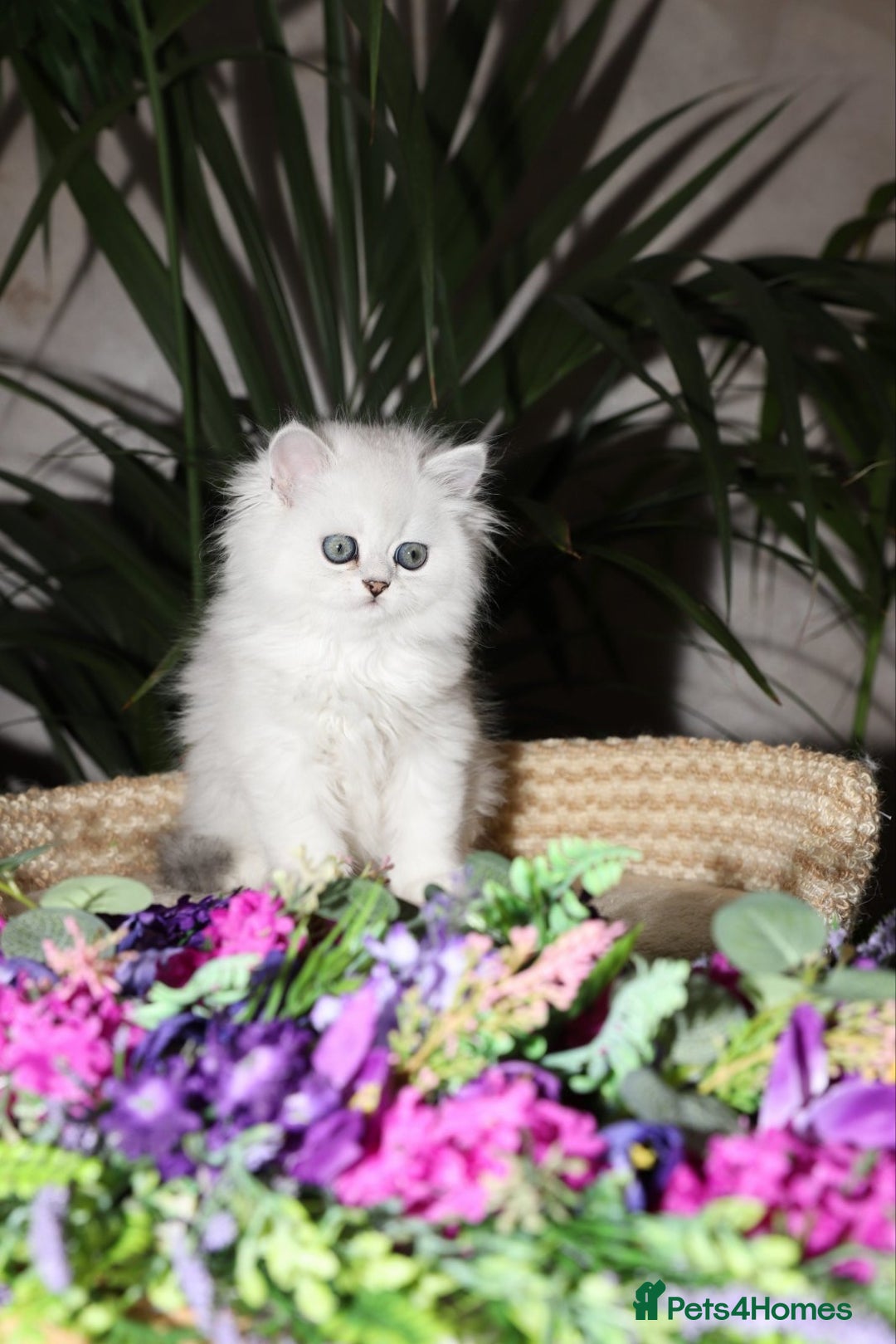 Persian cats for sale: Stunning Chinchilla Persian Kittens-Ready to go 💕 - Advert 16