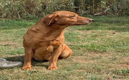 Labrador Retriever dogs for sale: Deep fox red Labrador Puppies,FULLY TESTED PARENTS - Image 8