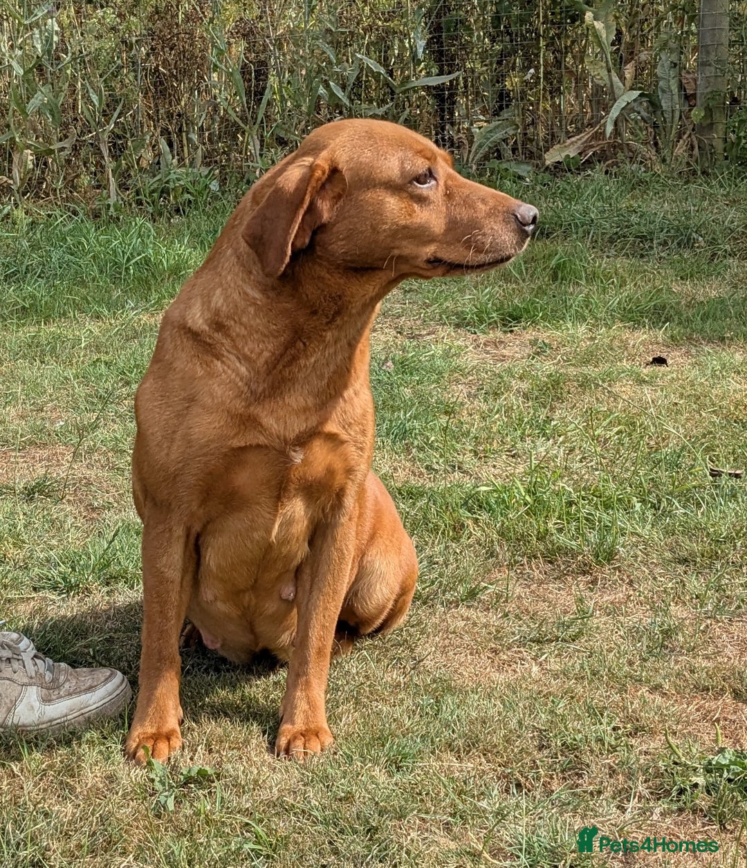 Labrador Retriever dogs for sale: Deep fox red Labrador Puppies,FULLY TESTED PARENTS - Image 8