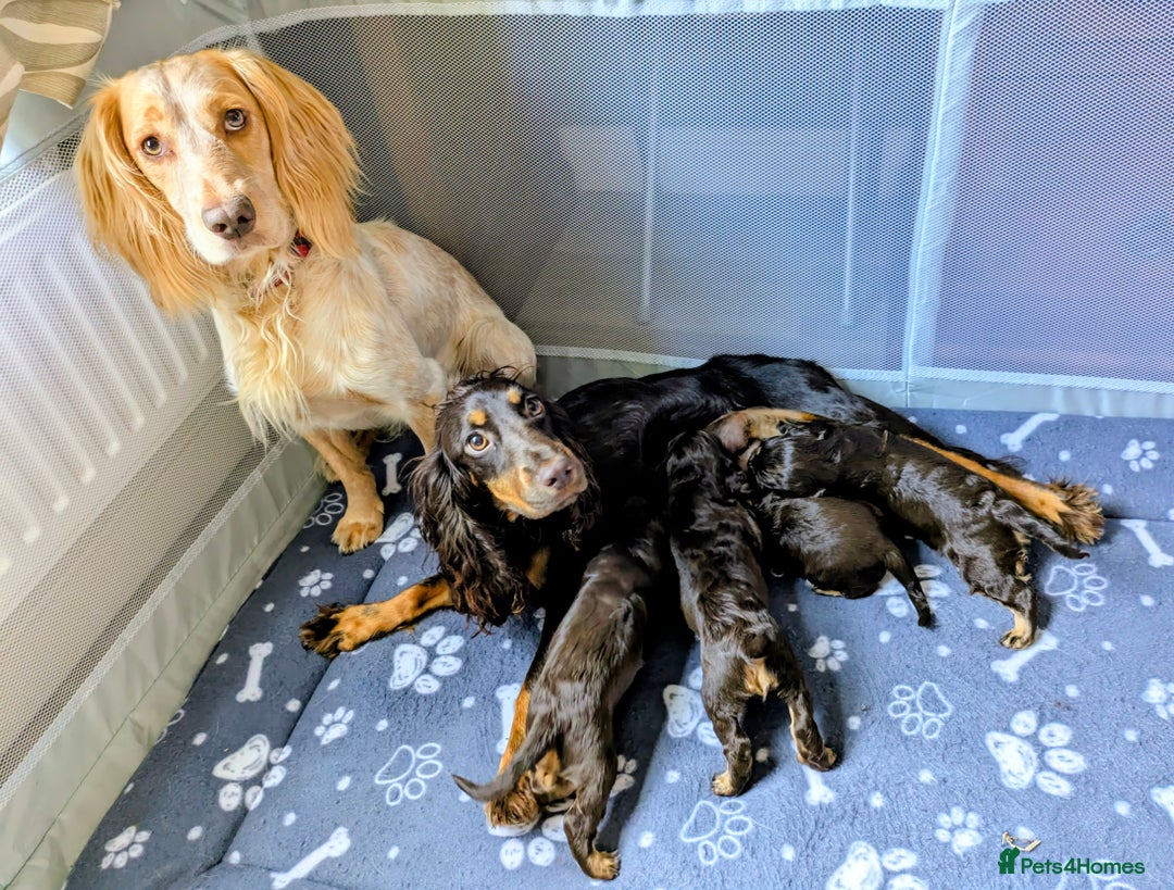 Cocker Spaniel dogs for sale: Brown and Tan cocker spaniel puppies - Image 5