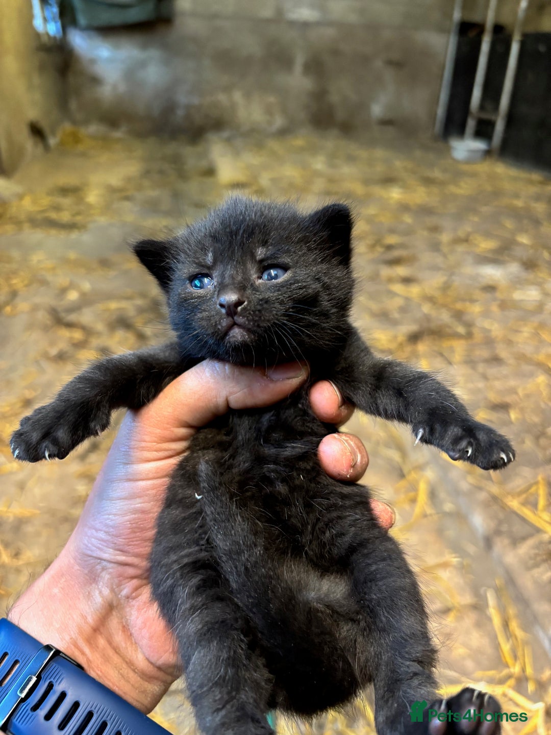 British Shorthair cats for sale: Beautiful litter of adorable kittens - Image 14