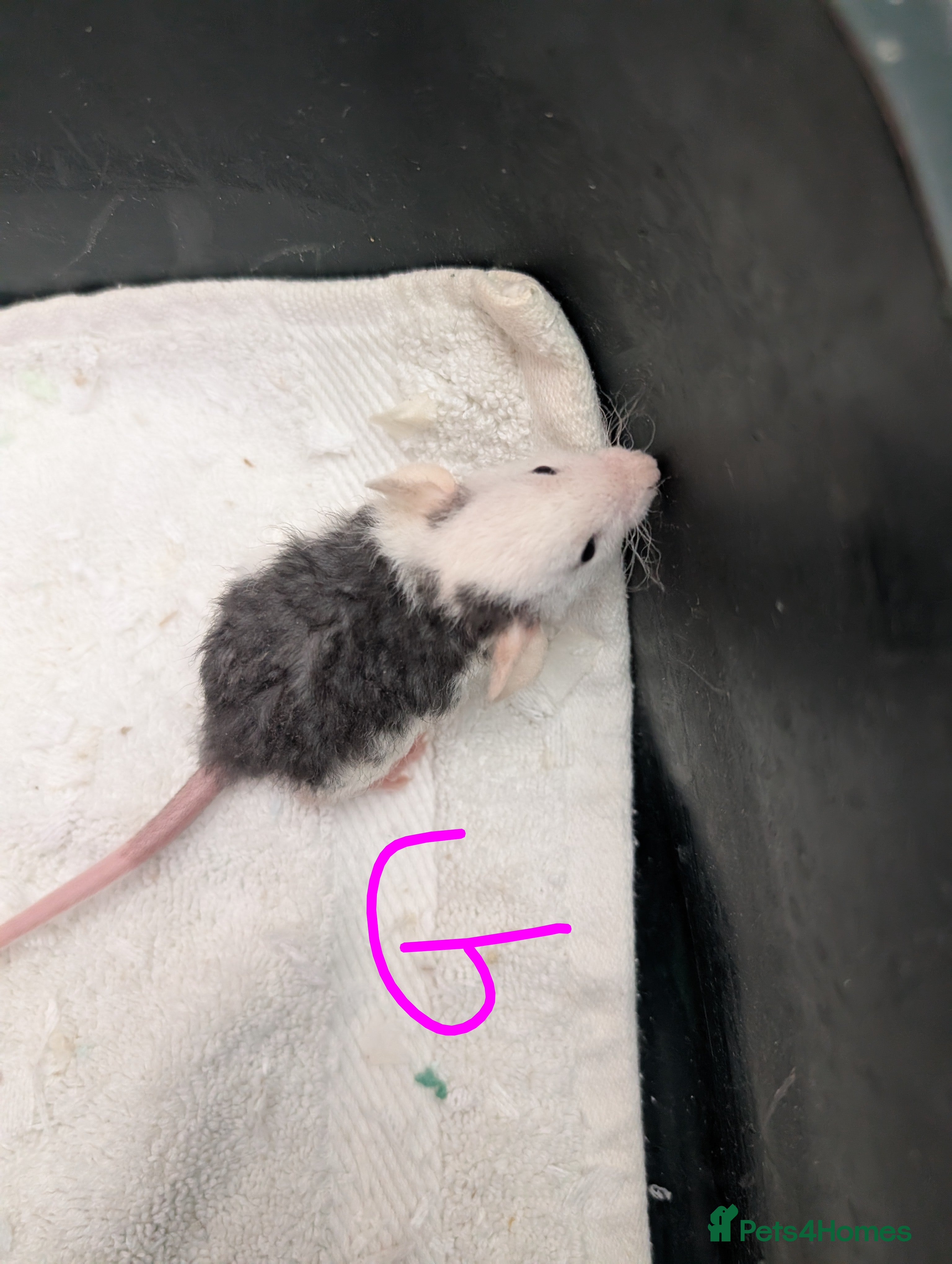 Rat rodents Rex Dumbo and top eared baby Rats  - Advert 1