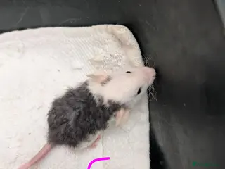 Rat rodents Rex Dumbo and top eared baby Rats - Advert 1