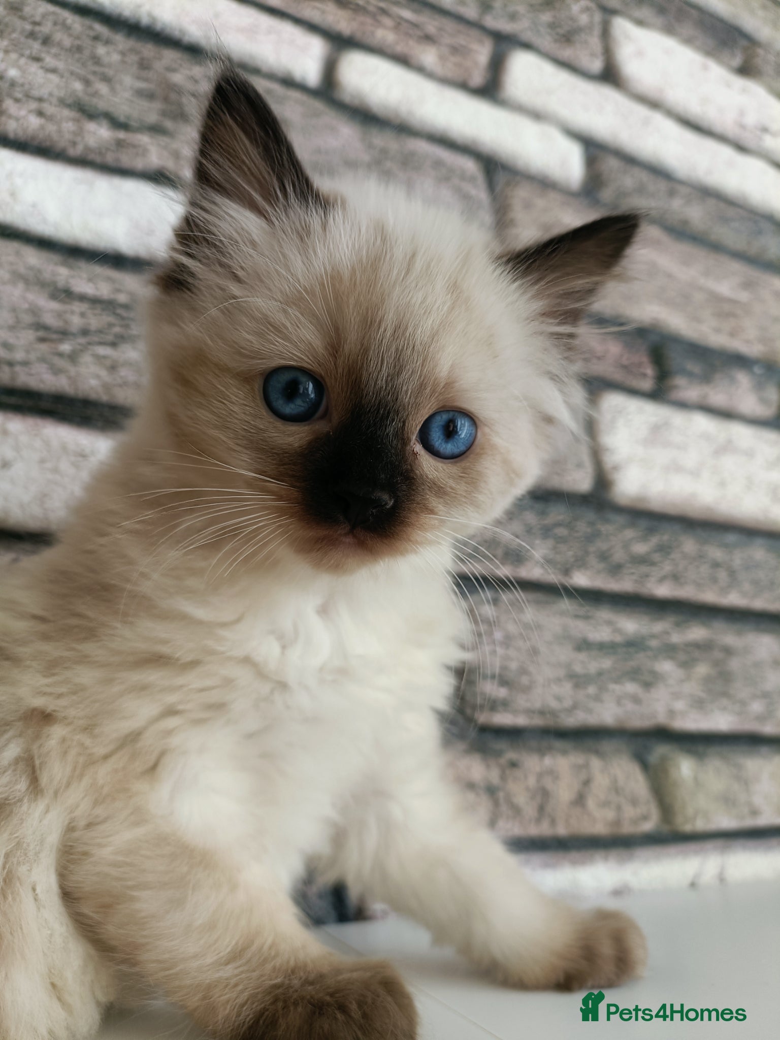 Ragdoll cats 4 pure ragdoll kitten ready to leave🐾 - Advert 10