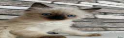 Ragdoll cats for sale: 4 pure ragdoll kitten ready to leave🐾 - Advert 28