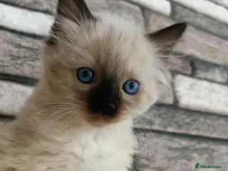 Ragdoll cats 4 pure ragdoll kitten ready to leave🐾 - Advert 8