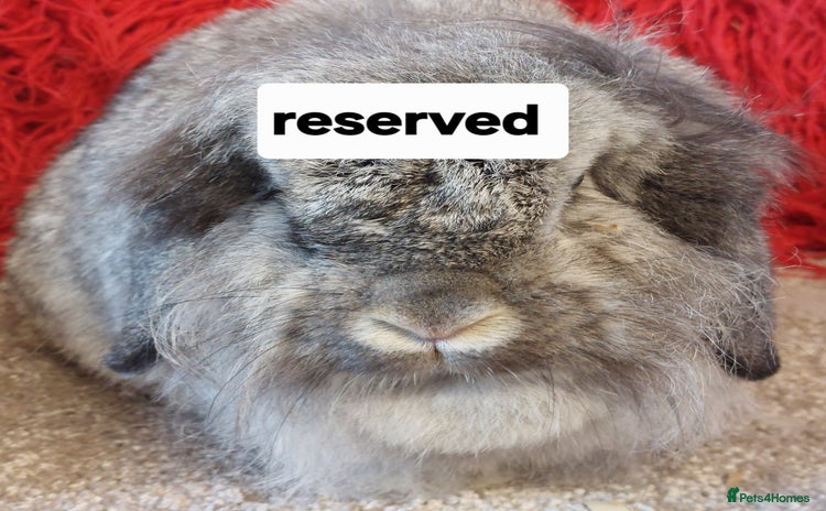 Mini Lop rabbits - Advert 10