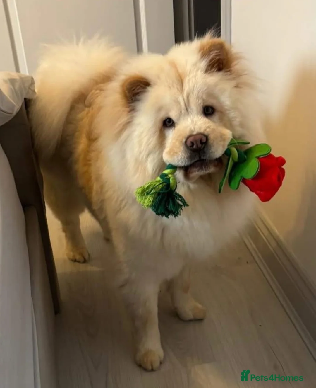 Chow Chow dogs for sale: Female chow chow  - Advert 1