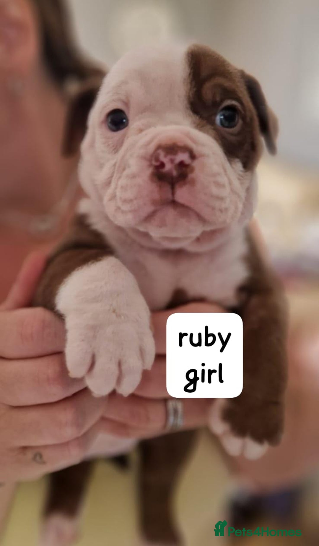English Bulldog dogs for sale: Olde English bulldog puppies  - Image 15