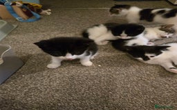 Mixed Breed cats for sale: Sweet kittens  - Image 7