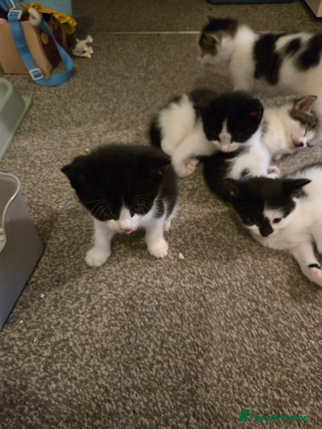 Mixed Breed cats for sale: Sweet kittens  - Image 7