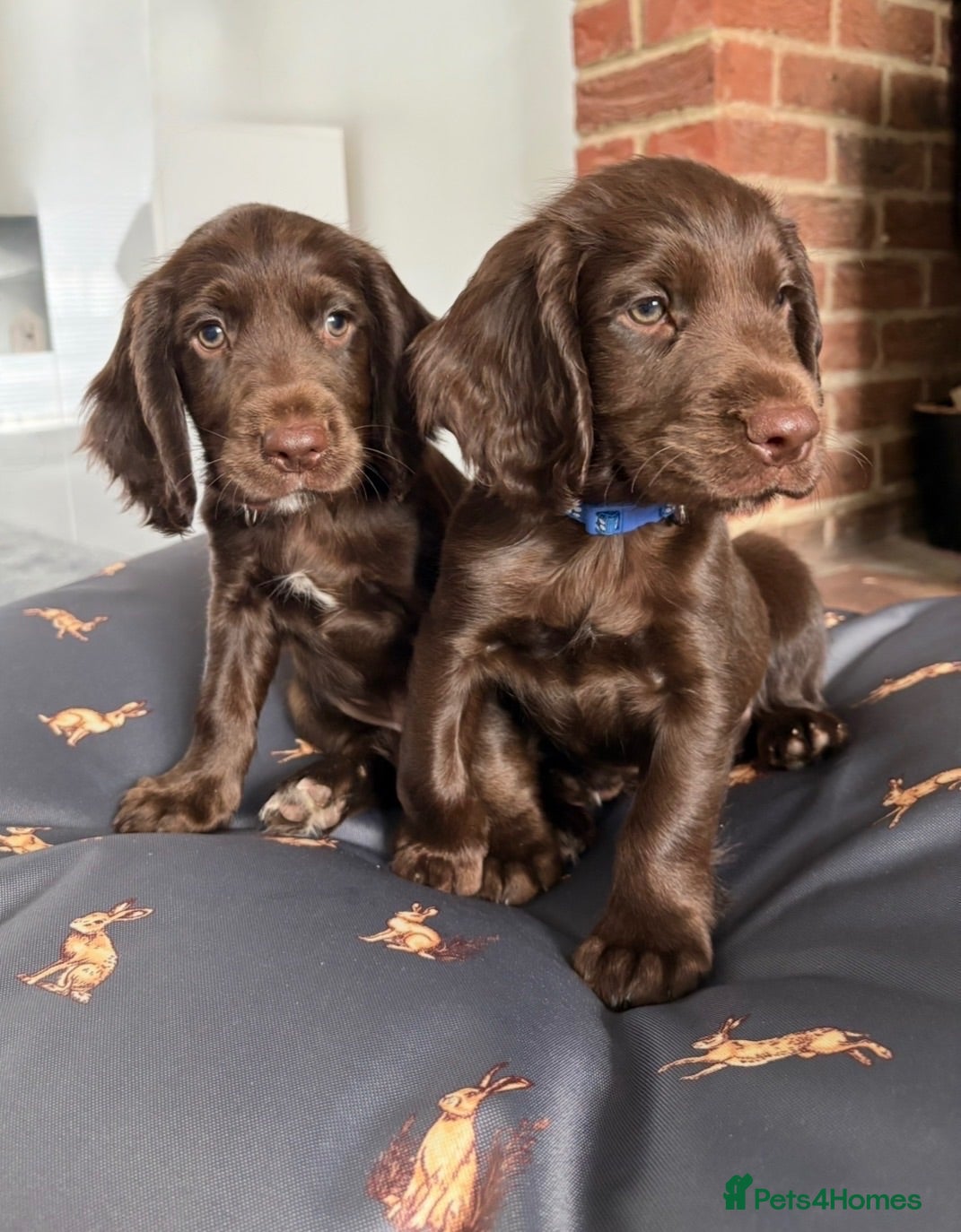 Sprocker dogs Fully DNA Health Tested F1 Sprocker Puppies - Advert 1