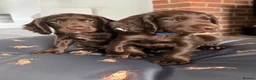 Sprocker dogs for sale: Fully DNA Health Tested F1 Sprocker Puppies - Advert 2