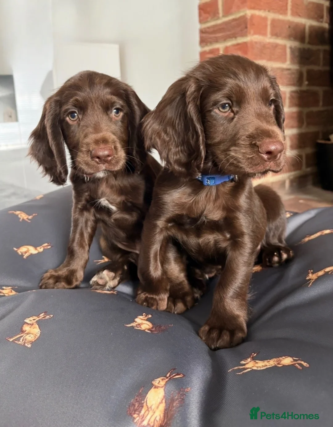 Sprocker dogs for sale: Fully DNA Health Tested F1 Sprocker Puppies - Advert 2