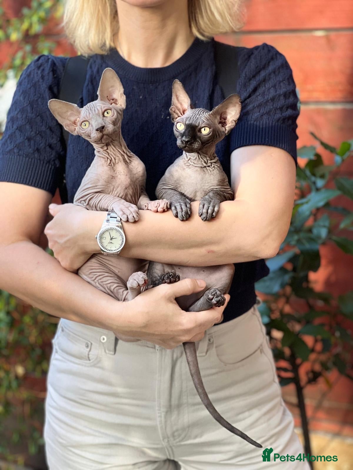 Sphynx cats ONLY TWO LEFT ‼️Beautiful Sphynx Kittens 🐈‍⬛🐾🐾 - Advert 1