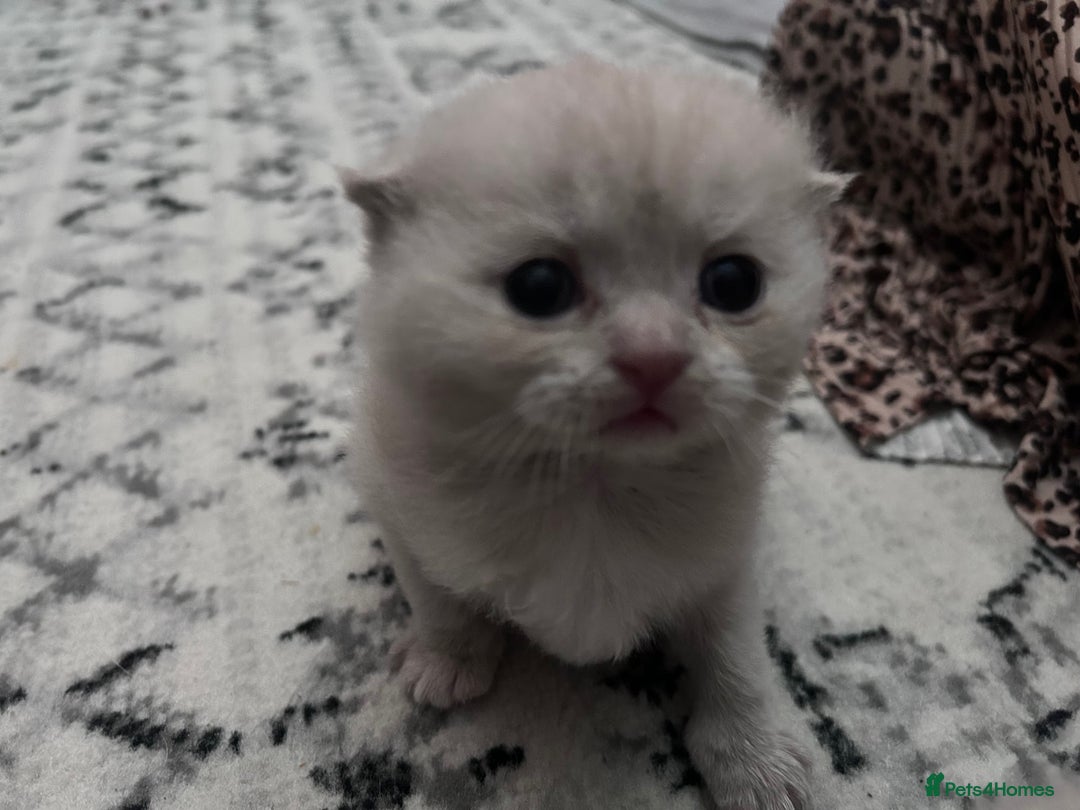 Scottish Fold cats for sale: READY TO RESERVE!! Stunning Scottish Fold Kittens  - Image 6