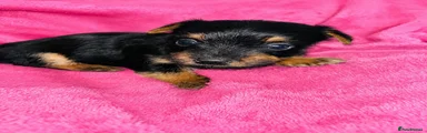 Yorkshire Terrier 3