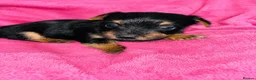 Yorkshire Terrier dogs for sale: Beautiful Yorkshire terrier puppies 🐶  in Poole - Advert 5