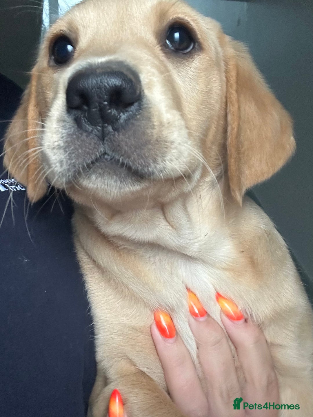 Labrador Retriever dogs for sale: 🐶 Last Beautiful Girl Available 🩷 - Image 4
