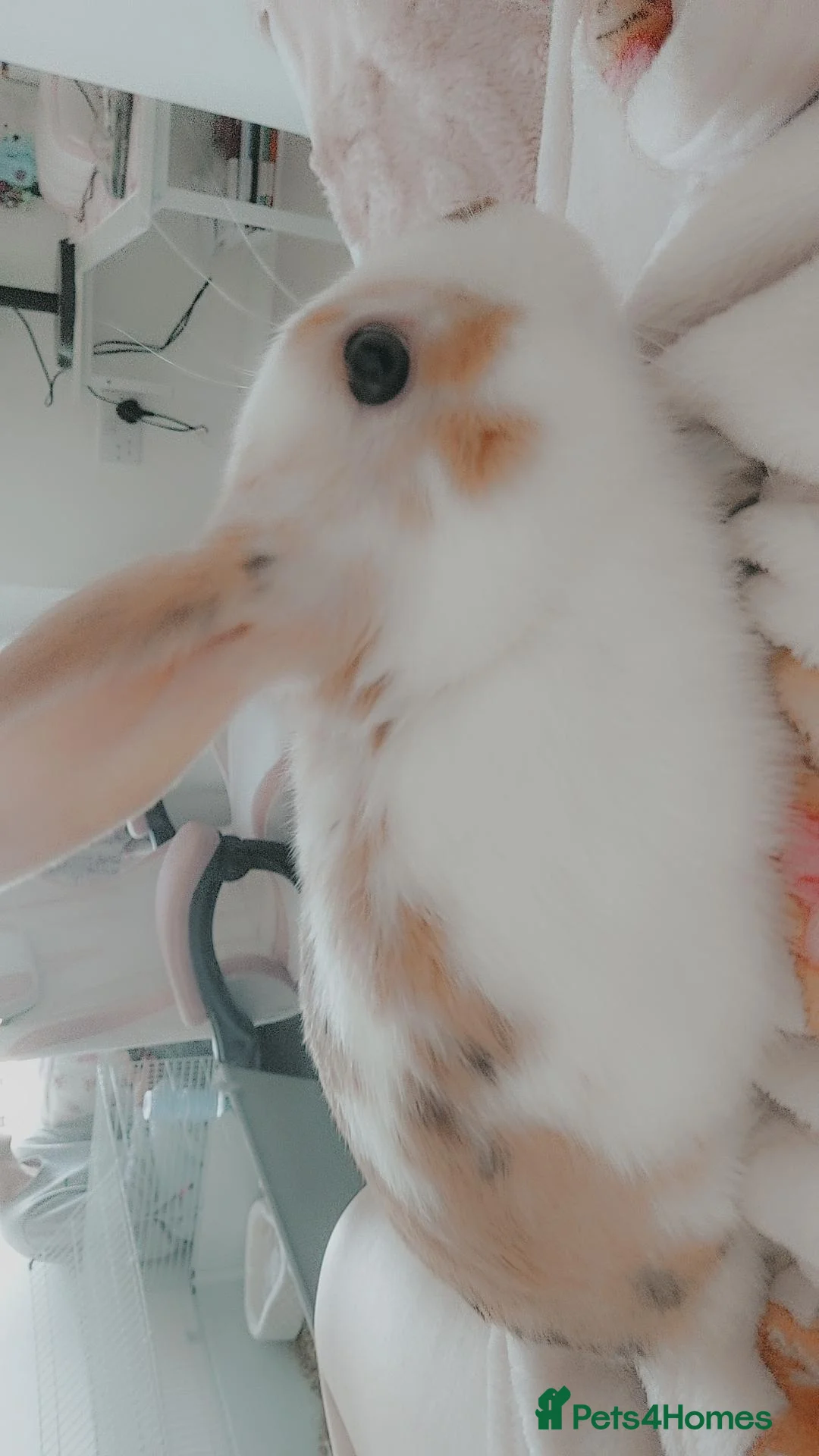 Mixed Breed rabbits for sale: 2 sweet boys READY FOR A NEW HOME OFFERS AVALIABLE - Advert 4