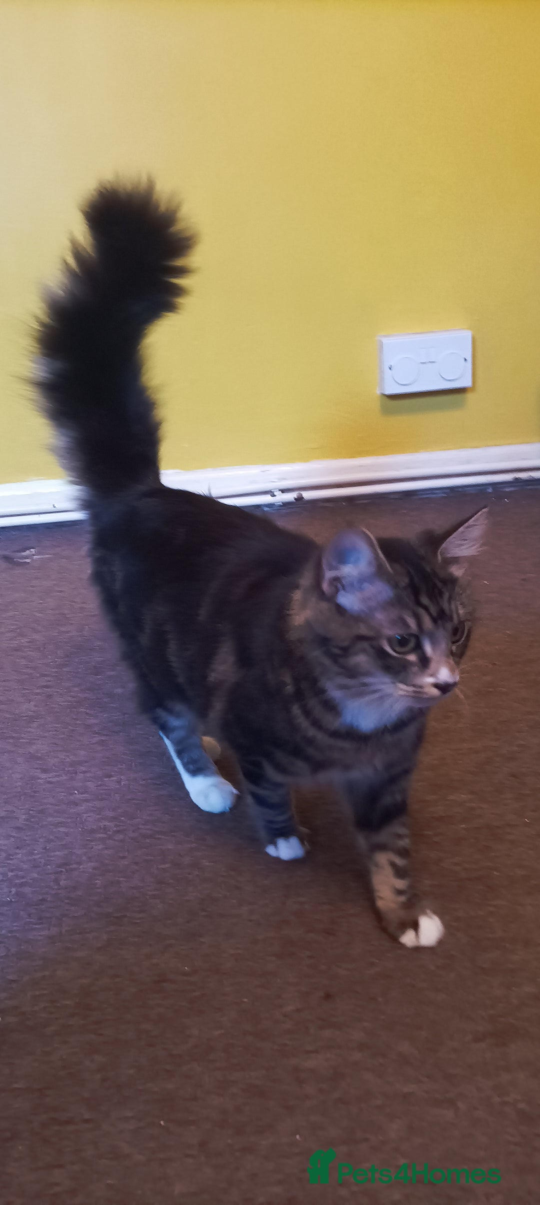 Mixed Breed cats for sale: Kittens - Image 5