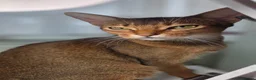 Abyssinian cats for sale: Abyssinian kittens TICA registered - Advert 12
