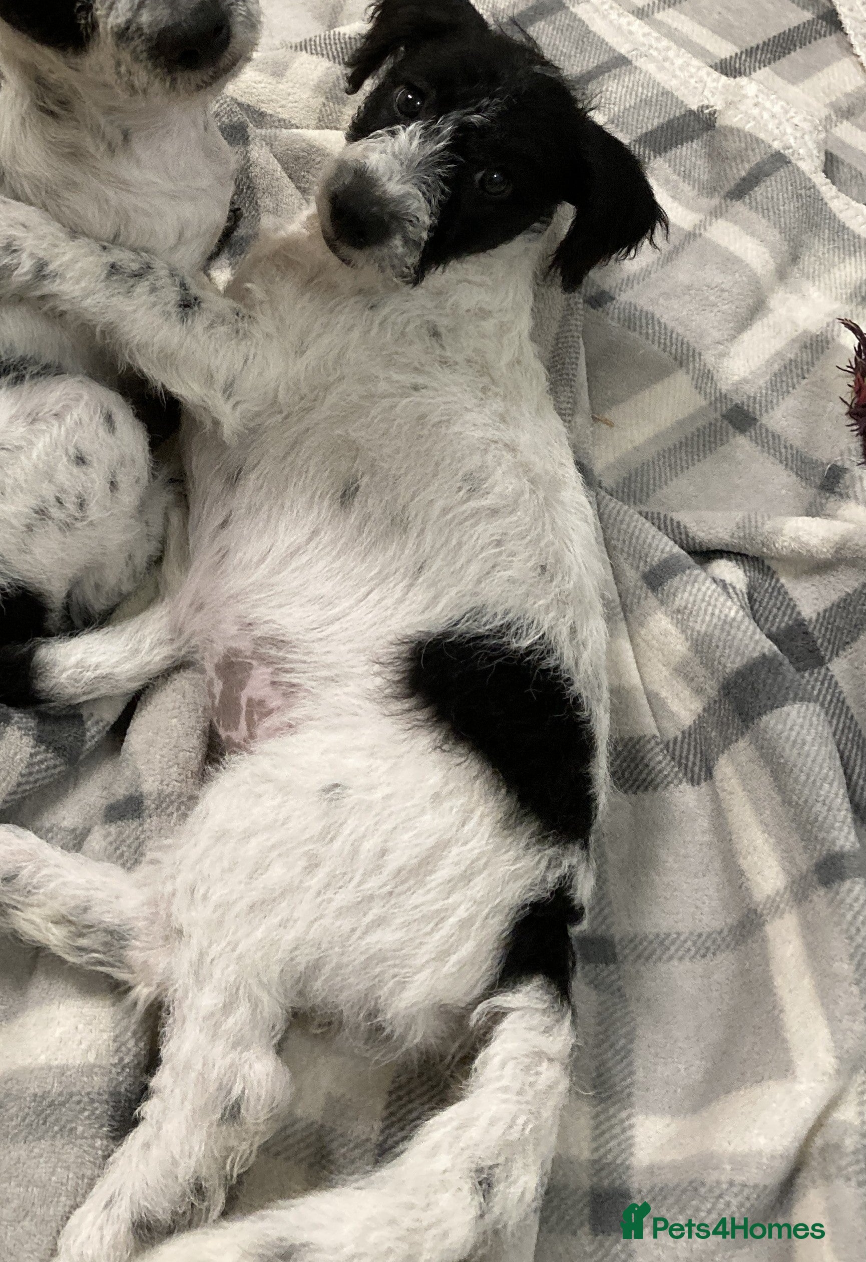 Jackapoo dogs @@GORGEOUS JACKAPOO PUPPIES@@ - Advert 5