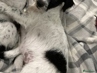 Jackapoo dogs @@GORGEOUS JACKAPOO PUPPIES@@ - Advert 5