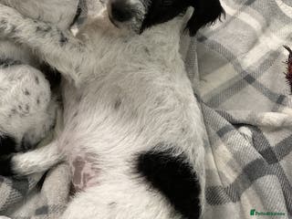 Jackapoo dogs @@GORGEOUS JACKAPOO PUPPIES@@ - Advert 6