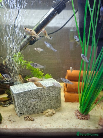 Mollies fish - Advert 9