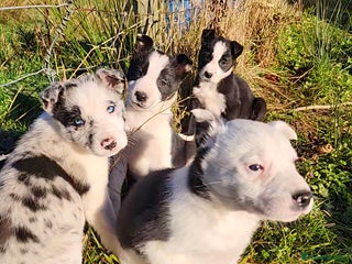 Border Collie dogs Border Collie Puppies - Advert 2