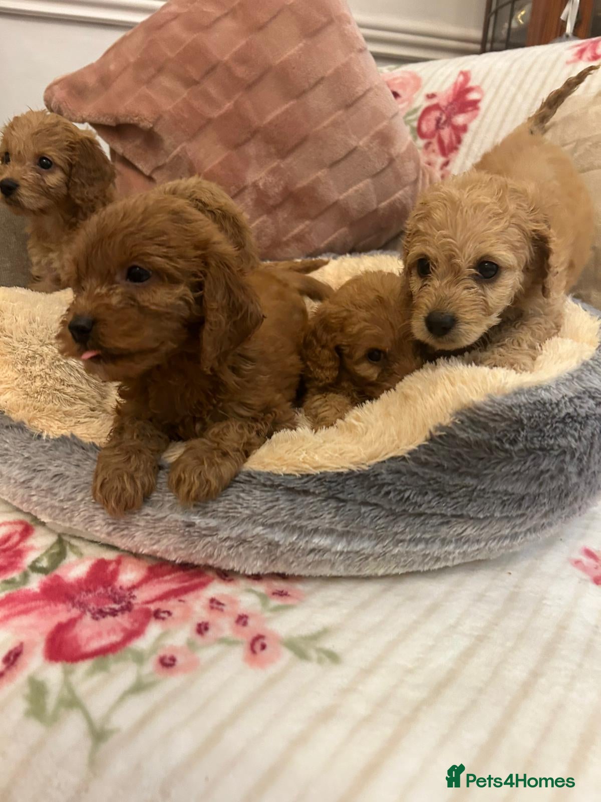 Cockapoo dogs for sale: Adorable cockapoo puppies - Advert 4
