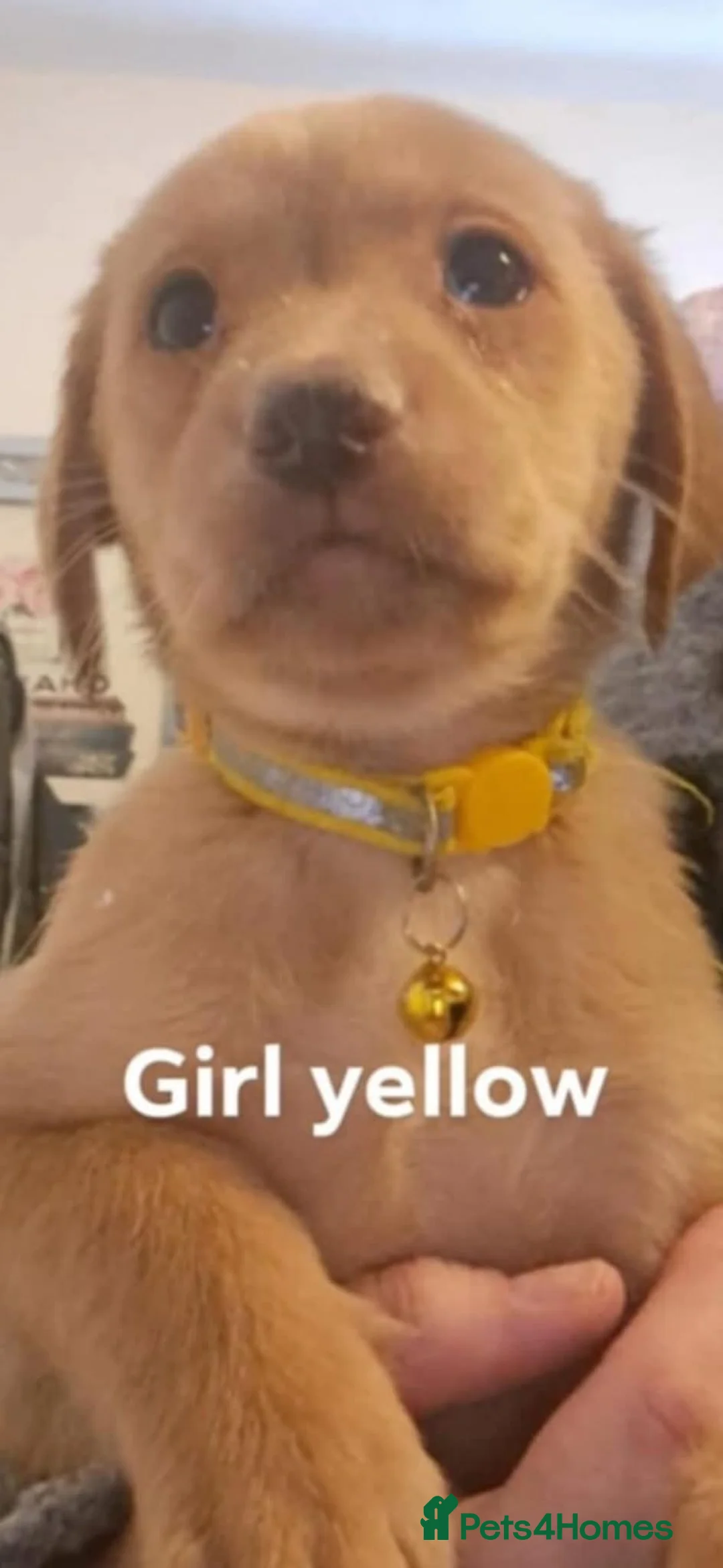 Labrador Retriever dogs for sale: Labrador puppies  - Advert 5