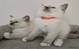 Ragdoll cats for sale: STUNNING GCCF CHAMPION SIRED KITTENS  - Image 2
