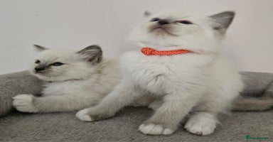 Ragdoll cats - Advert 4