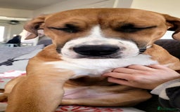 Mixed Breed dogs for sale: Millie to be rehomed - Image 7